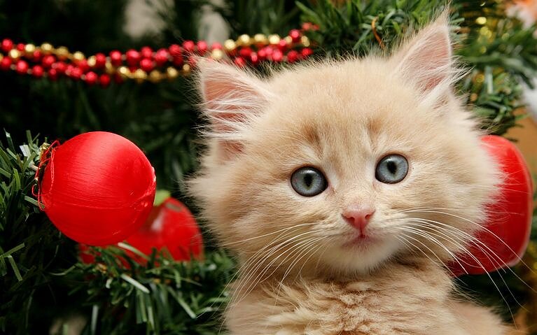 Katt vid julgran