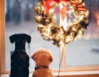 Längtar till jul med hundar