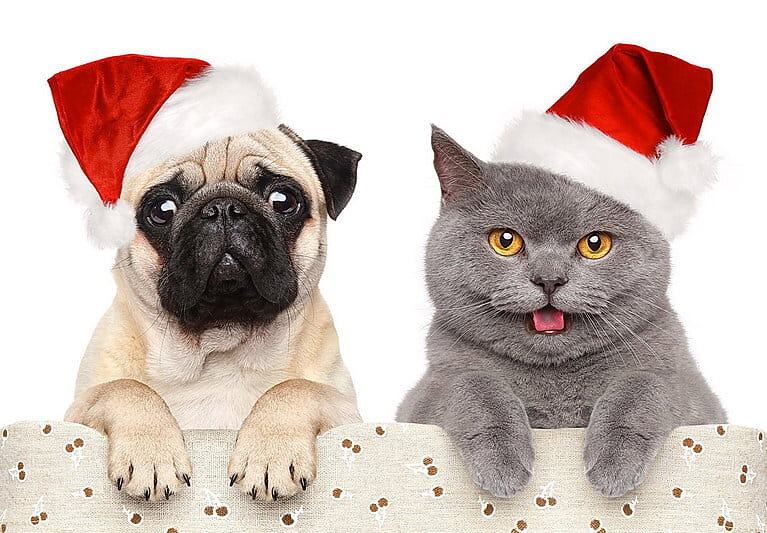 Roliga julen med en hund och katt