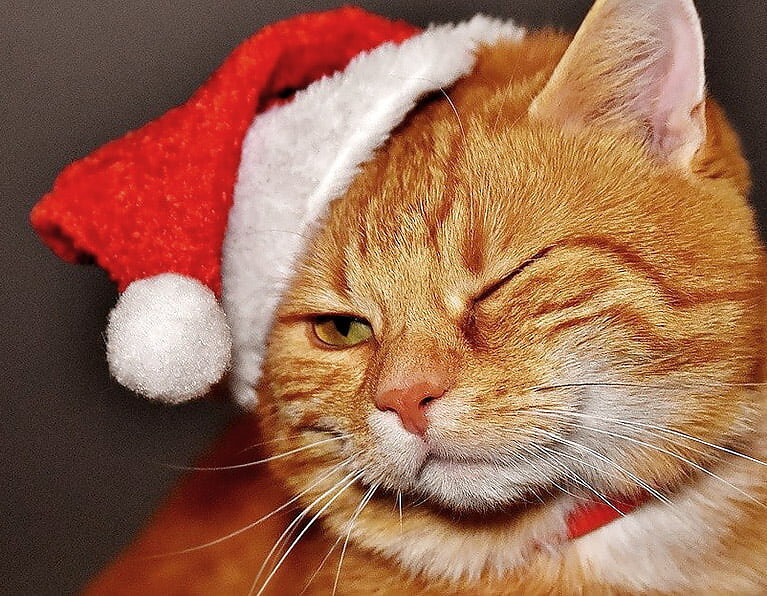 Katt med tomteluva - Rolig julkort